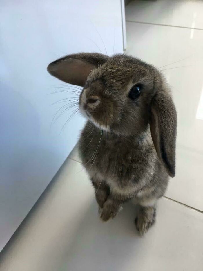 Here’s A Picture Of A Bunny
