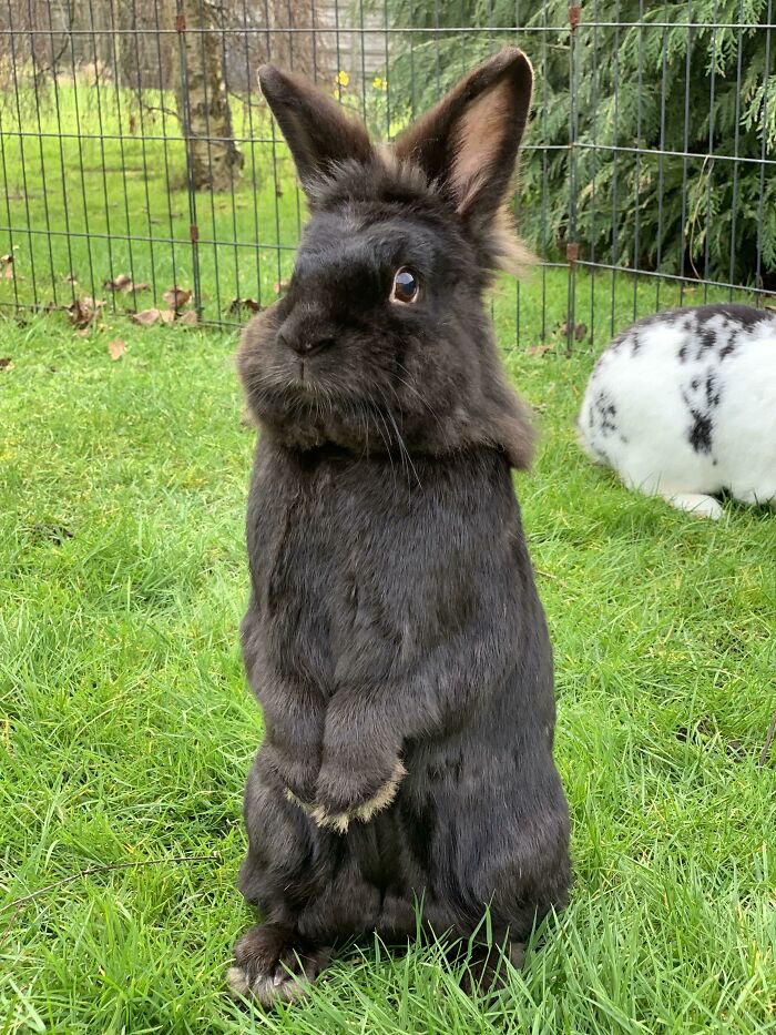 I See Your Black Cats And Dogs. Can Ninja The Black Bunny Join The Party?