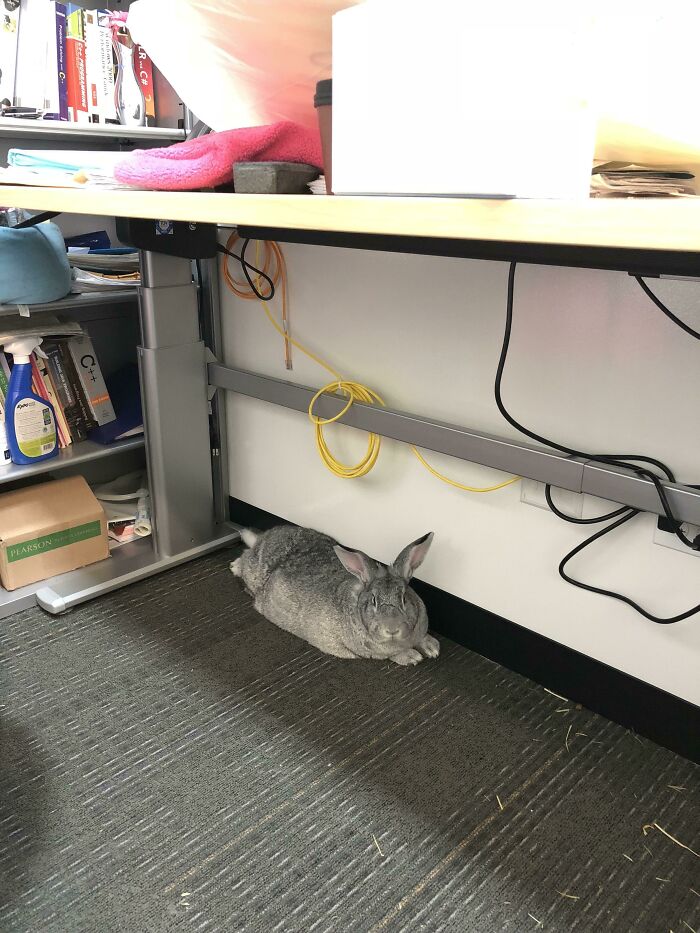 My Professor Brings Her Bunny To Office Hours To Help Destress The Students During Finals Week