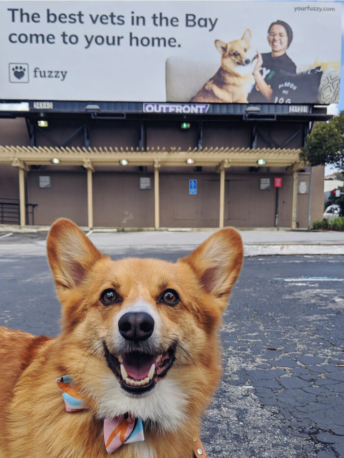 My Corgi When He Found Out That He Made It On A Billboard