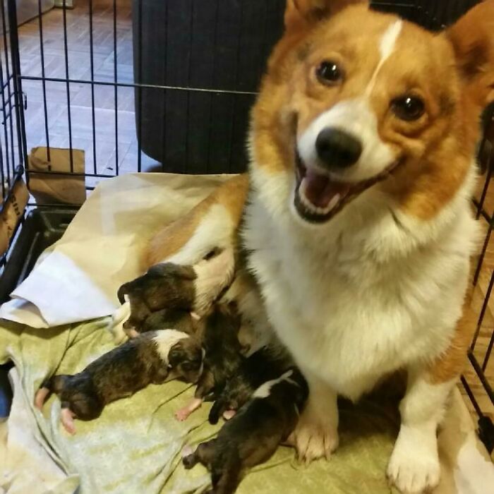Corgi sonriendo orgullosa por sus cachorros recién nacidos