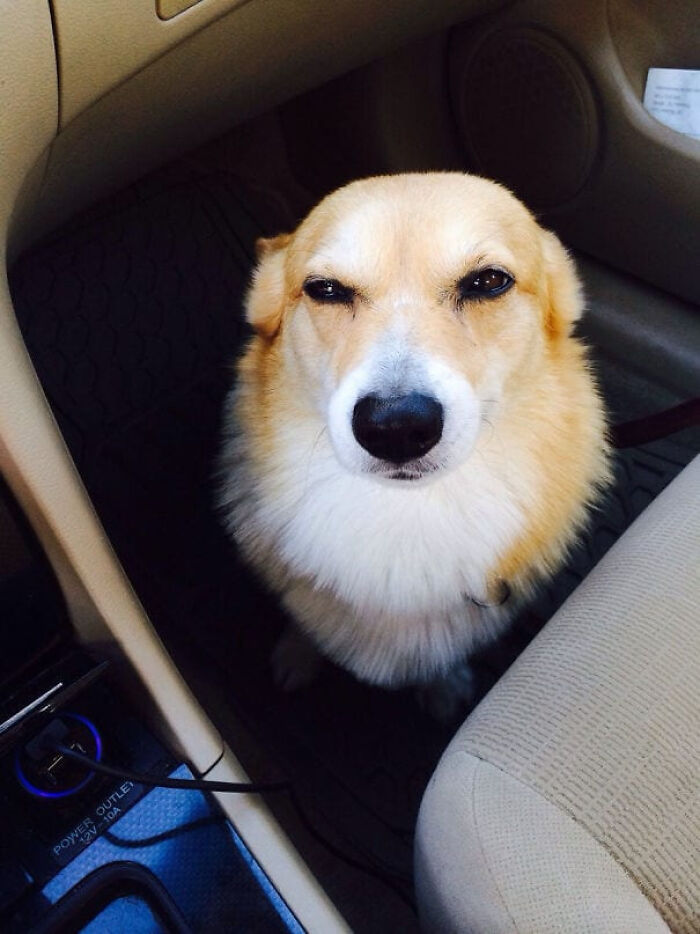 Suspicious Corgi Knows He's Going To The Vet