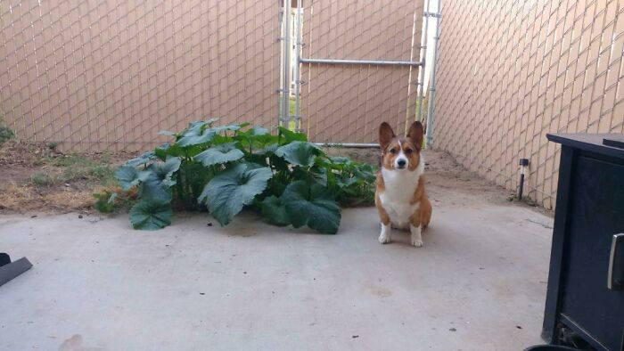 My Friend's Corgi Ate Pumpkin Seeds, Pooped Them Out, And They Started Growing. Here She Is Sitting Next To Her Work