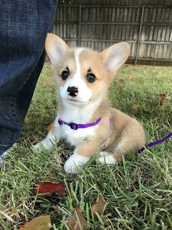 My Close Friend Just Got A Corgi Pup. Is She Even Real?