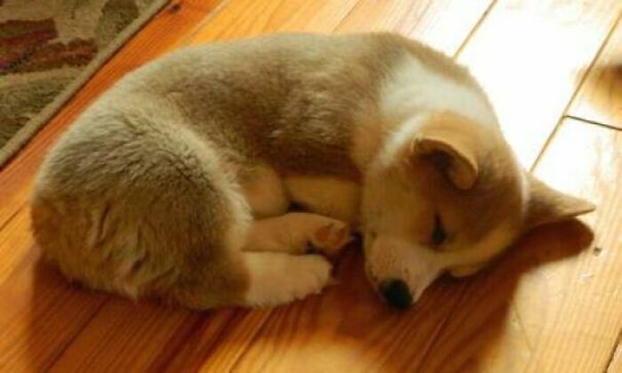 Sleepy Corgi Puppy