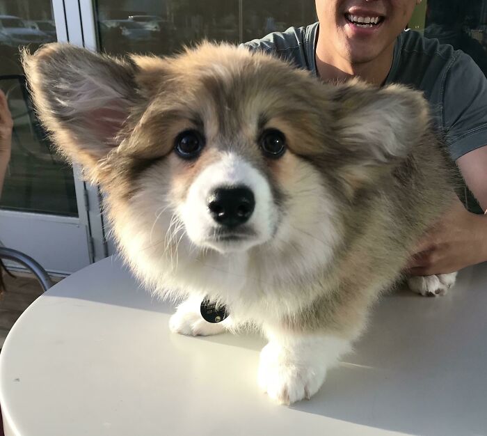 Met Cinnabar The Fluffy Corgi Puppy Over The Weekend And My Heart Still Hasn’t Recovered