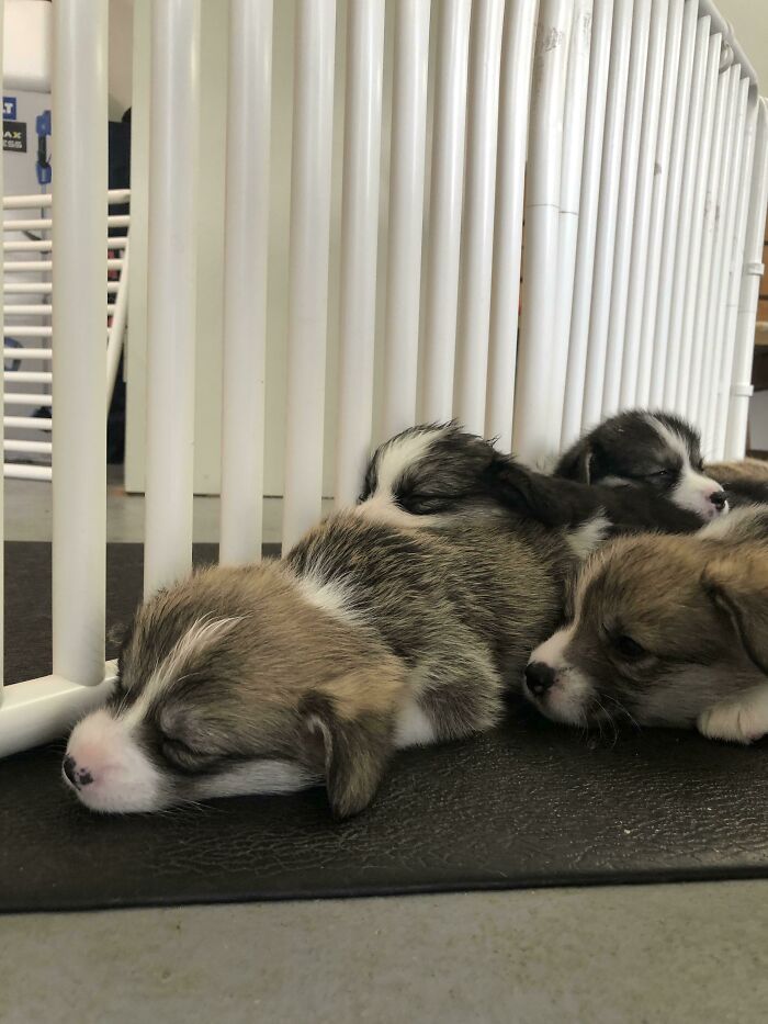 Played With 5 Week Old Corgis They Quickly Got Tired