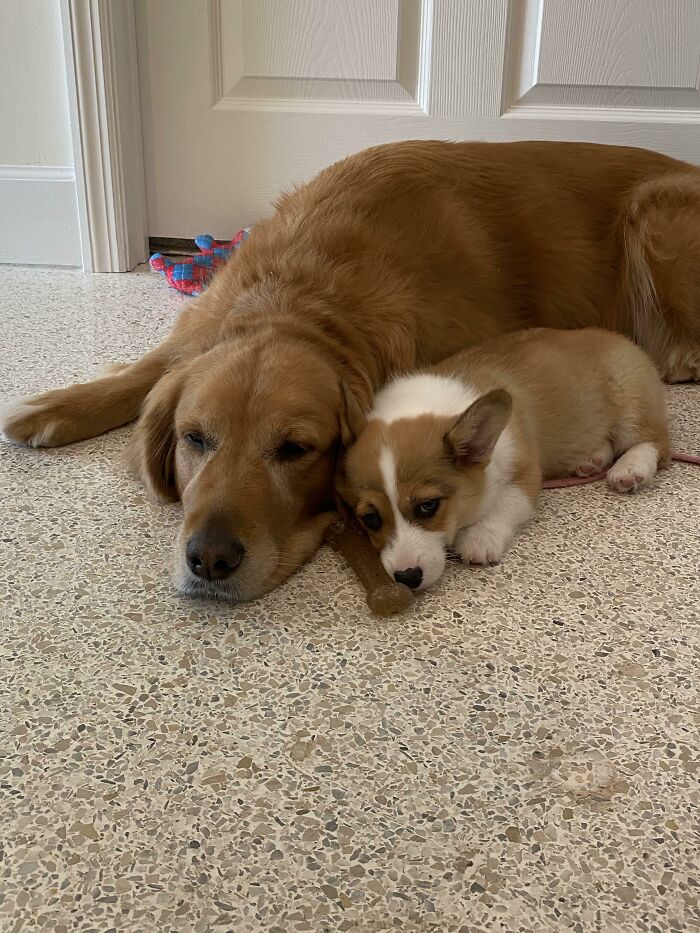 My New Corgi Puppy Cuddling With Our Family Dog, I Think They’re Gonna Get Along Great!