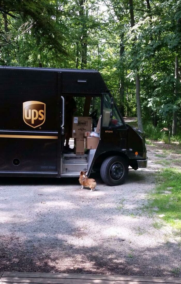 My Corgi Not So Patiently Waiting For Her Daily Treat From The UPS Driver