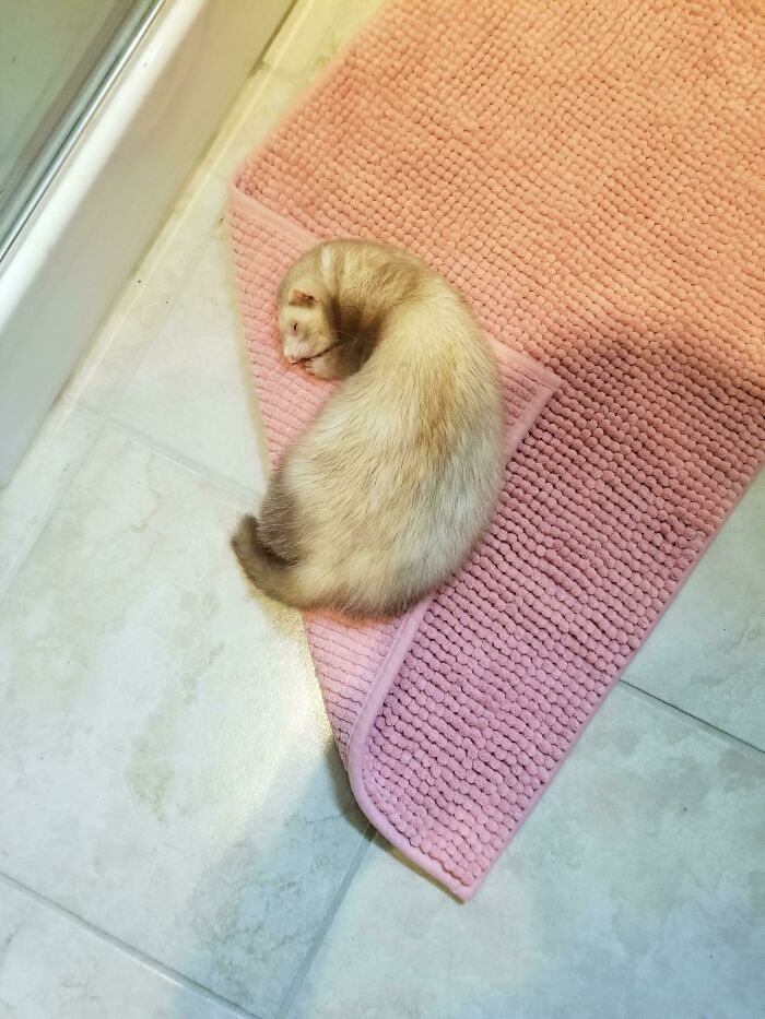She Will Literally Sleep Anywhere Soft (Carpet In The Bathroom)