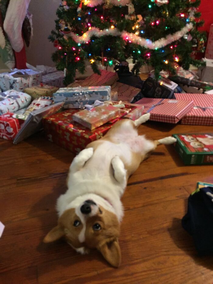 Corgi Getting Less Attention Than The Christmas Presents
