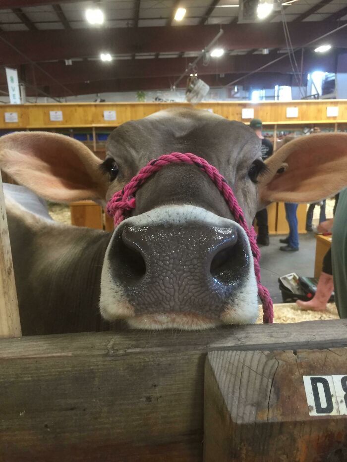 La vaca curiosa sin duda se robó el show en la feria del condado. No a todo el mundo le gustan las vacas, pero ella era una belleza con las orejas más suaves