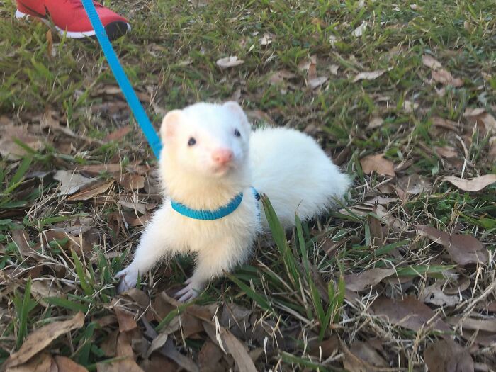 Everyone, Meet Scooter! I’ve Never Had A Ferret Before, But Someone Messaged Me And I Took This Guy Out Of A Terrible Situation. He Has Stolen My Heart So Fast