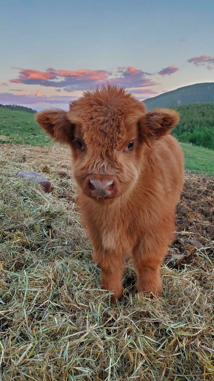 Baby Highland Cow In The Mountains Of Colorado