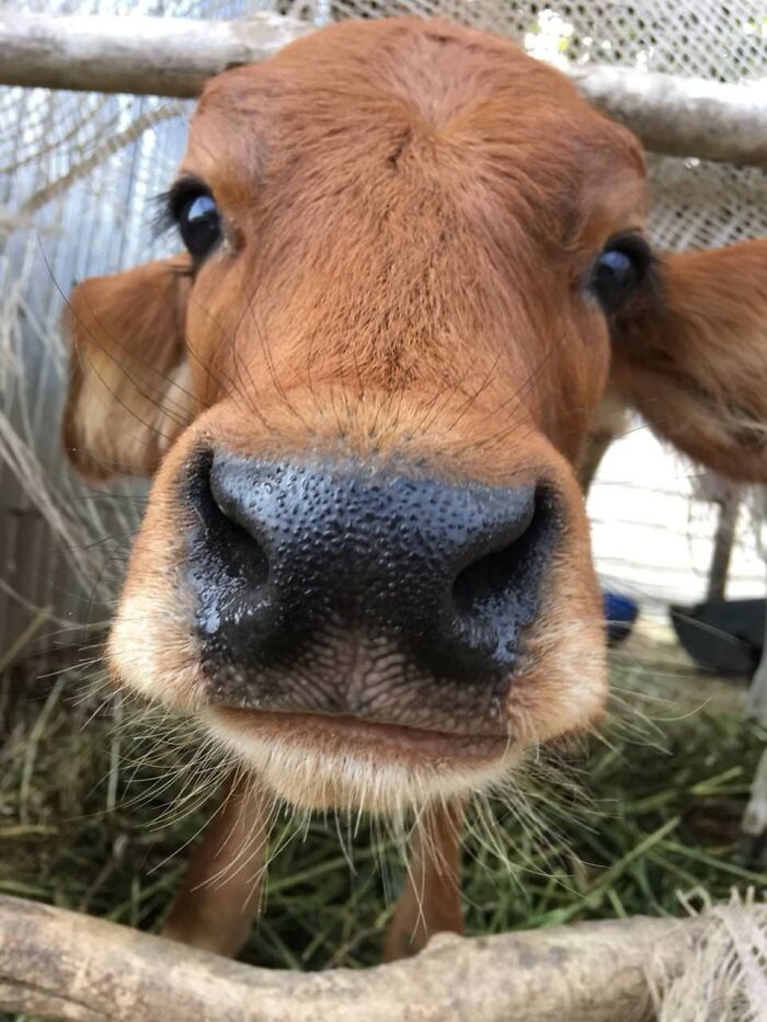 Here's A Baby Cow 15 Seconds Before Licking My Phone