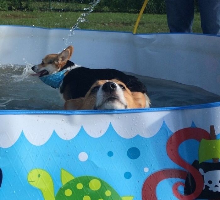 Marvin Loves To Swim, But He's Too Short To Get Out Of The Kiddie Pool On His Own. First World Corgi Problems