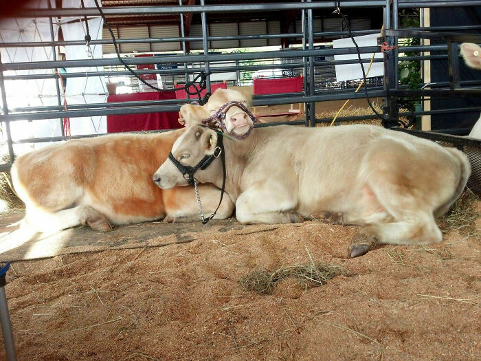 Cow Friends At The Virginia State Fair