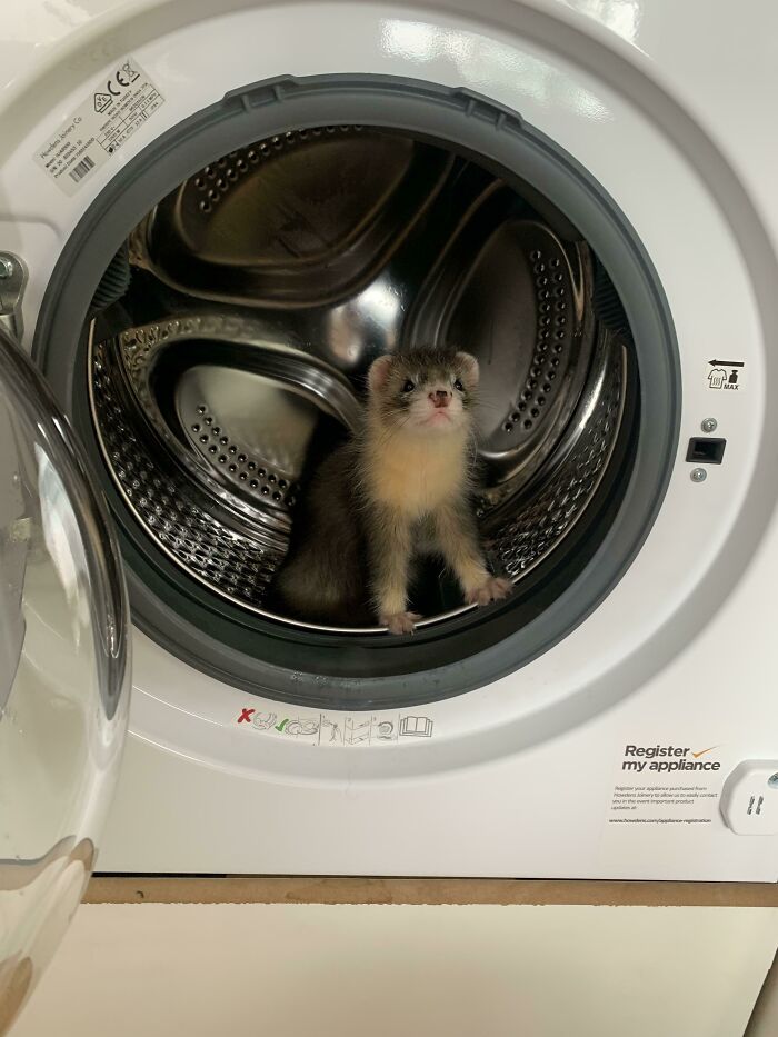 I Am Cinder, Guardian Of The Washing Machine. (Note- We Always Triple Check The Location Of Our Ferrets Before Starting Appliances)