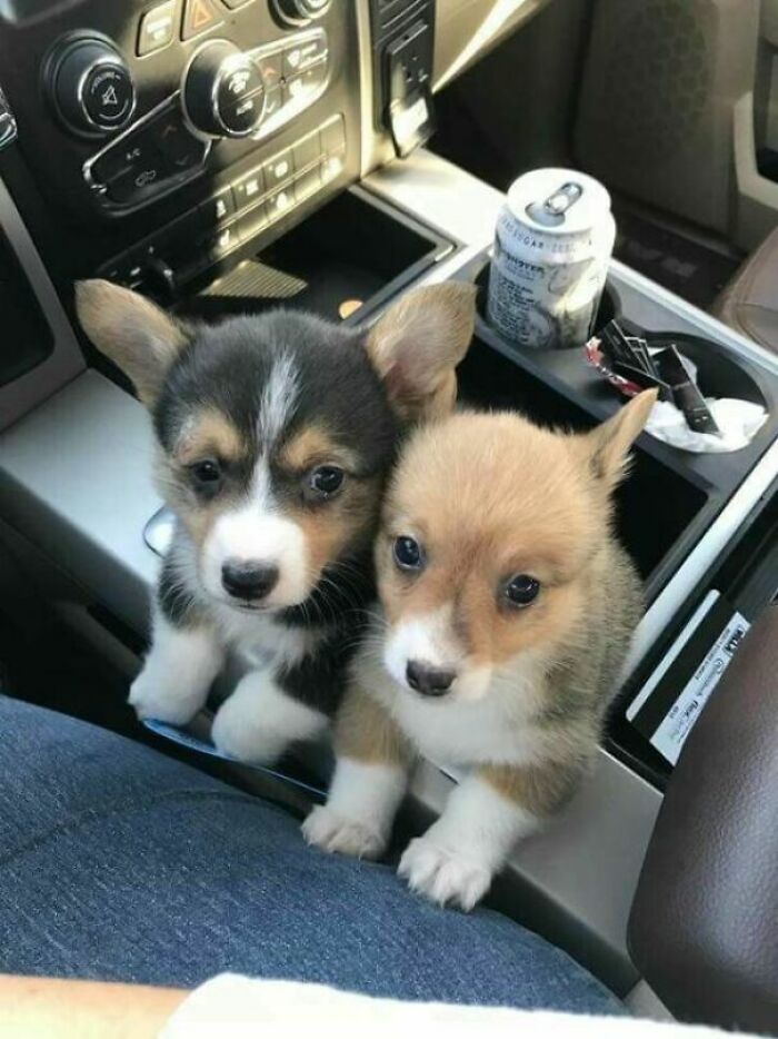 Corgis In A Cup Holder!