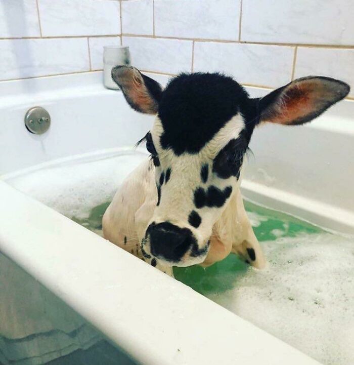 Here Is A Cow Enjoying A Nice Bath. That’s All