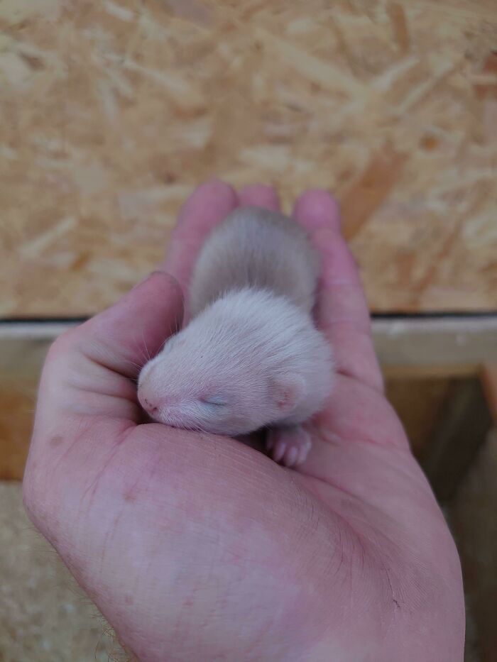 3 Weeks Old Today. The Only Jill In The Litter