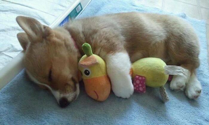 Little Pup Taking A Nap With A Close Pal