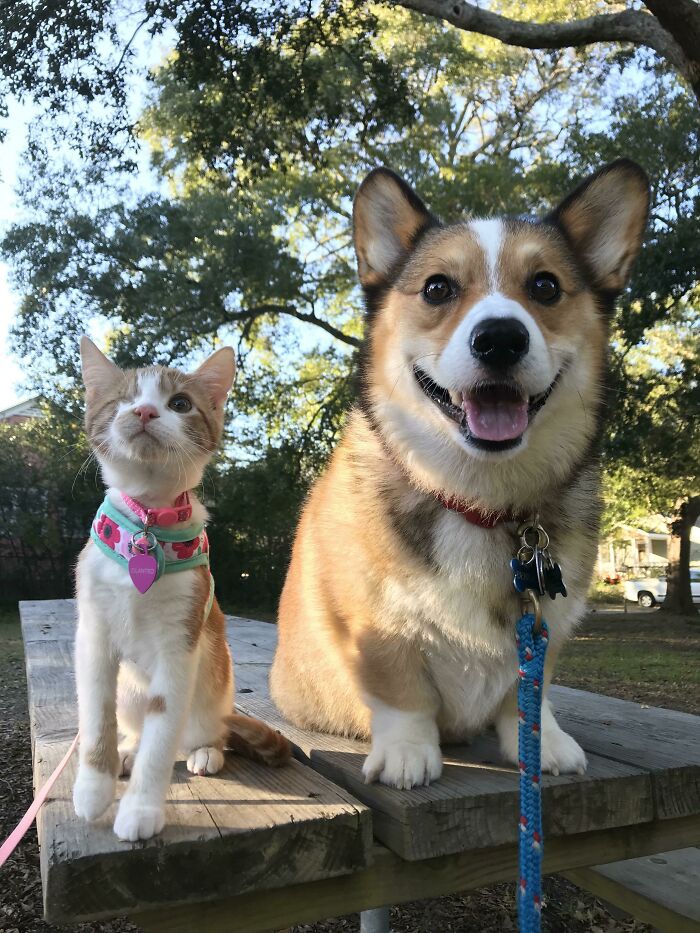 Cilantro’s (Cat) First Walk With Big Brother, Bentley (Corgi)!