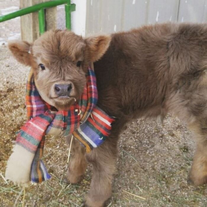This Adorable Baby Cow Is Getting Bundled Up For The Winter