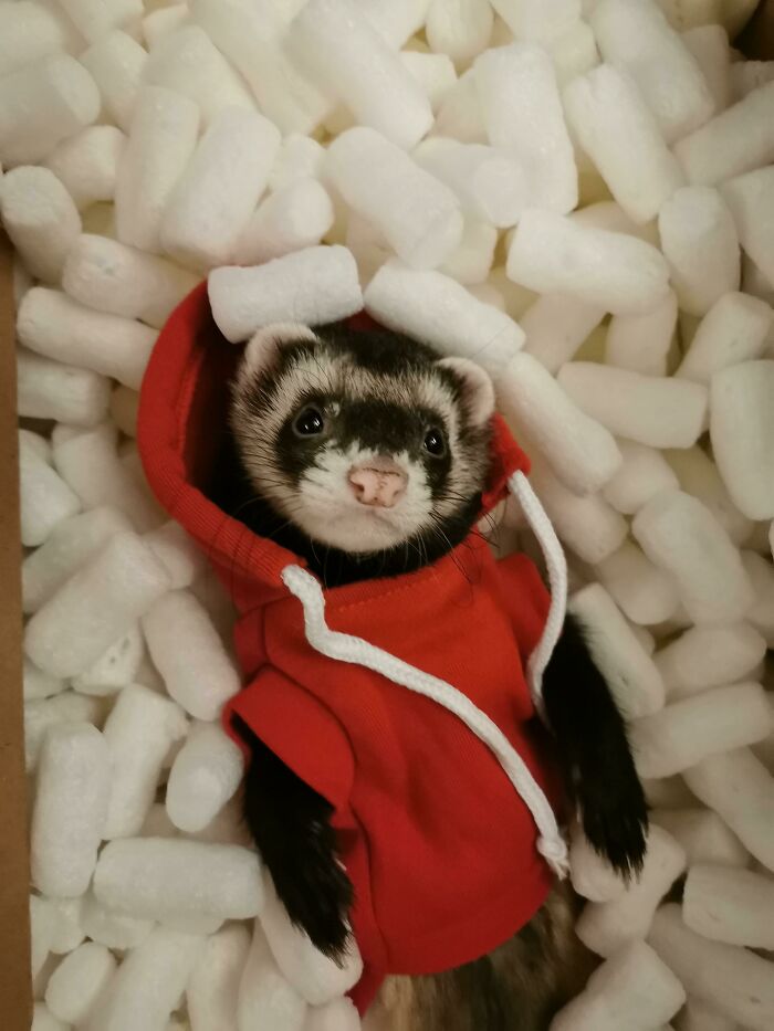 Remy Got A Hoodie For Xmas And Now He's Stylin'