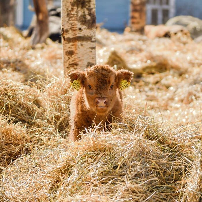Baby Cows Are Adorable