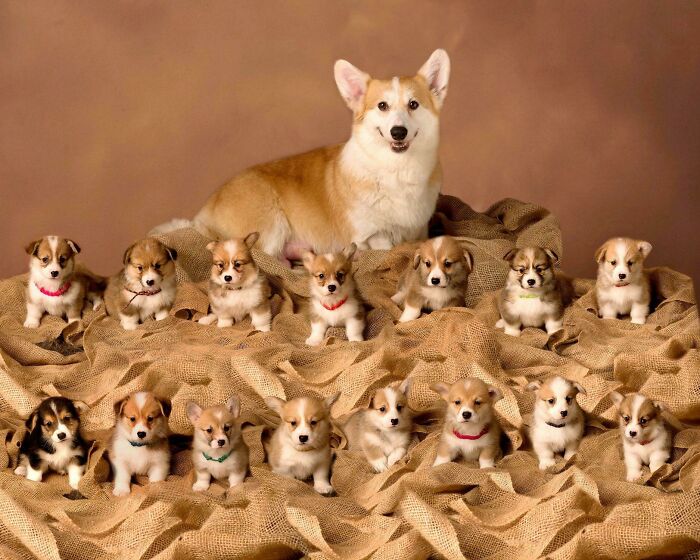 Orgullosa madre corgi con su camada de 15 cachorros