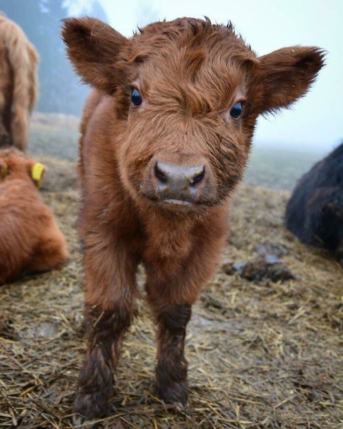 Baby Cows Are A Blessing! Just Look At Its Lil Face