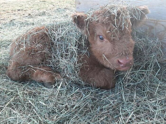 One Of My Dad's Cows Just Had A Calf On St. Paddy's Day