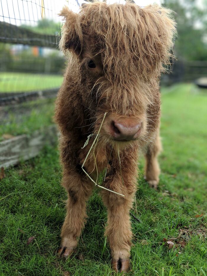Baby Scottish Highland Cow, Her Name Is Shorty