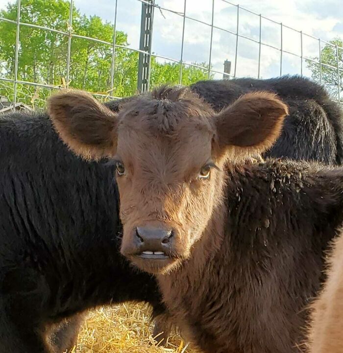 My Friend Got A New Cow. She Has A Bit Of An Under Bite