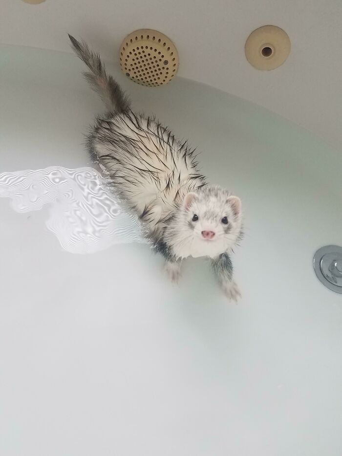 Another Picture From Bath Time, This Picture Just Screams Look How Cute I Am Take Me Out Now