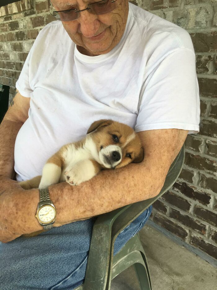 Mi abuelo de 80 años con el nuevo corgi adoptado por mis padres, Ladybug
