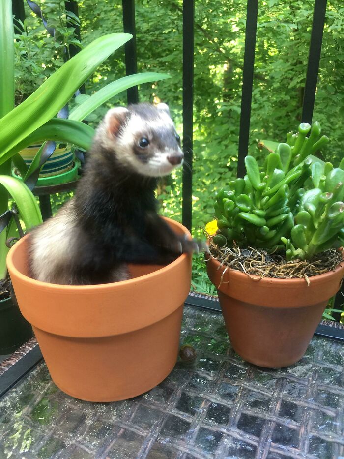 I’m Watching A Friend’s Ferret This Week And Sending Them As Many Cute Photos As I Can