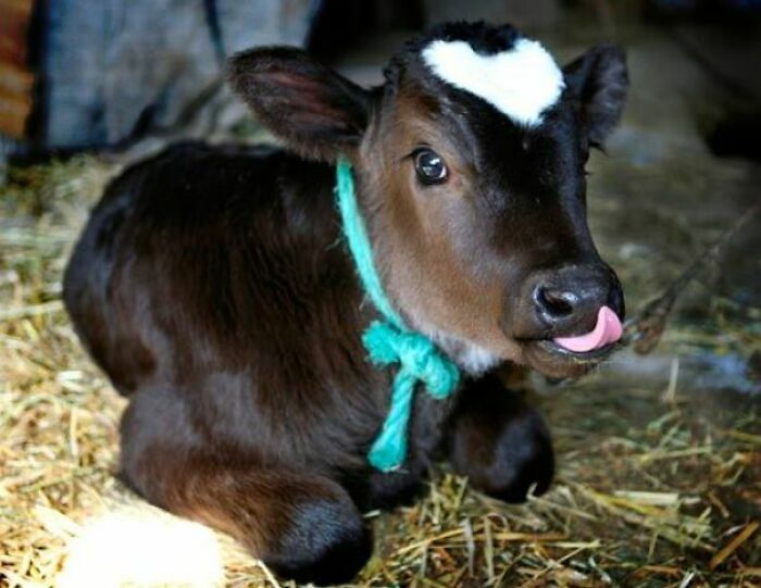 A Baby Cow With A Heart On It's Head. Bonus: Blep