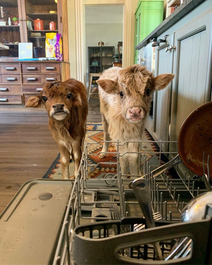 First, We Load The Dishwasher, Then We Feed The Cows. We Do It This Way Every Morning. Doing Dishes Has Never Appeared More Riveting