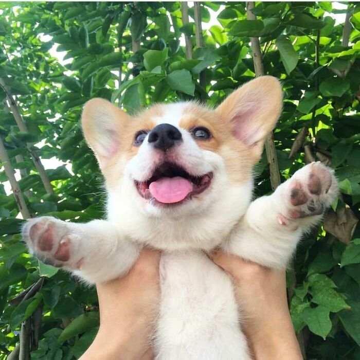 Corgi Puppy Is Happy To Be Outside