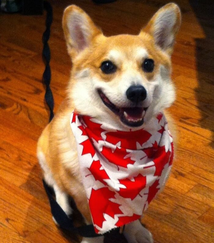 A Canadian Corgi. He's Corg In The North