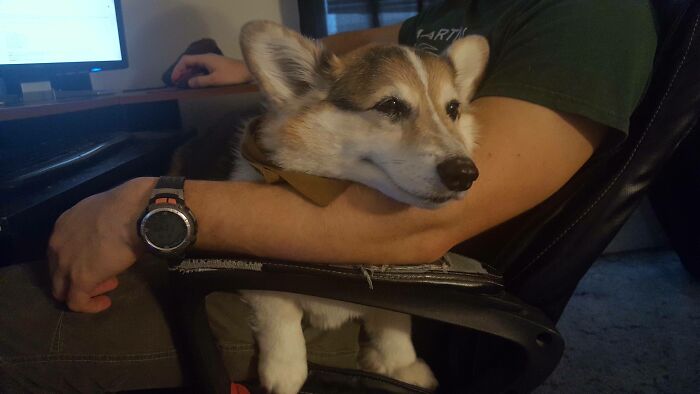 My Corgi Decides He Likes My BF Very Much