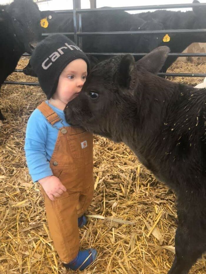 My Grand-Nephew Meeting A Calf For The First Time