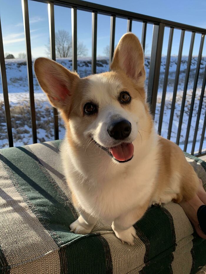 Apollo Was Happy It Was Finally Warm Enough Out For Us To Sit Out On The Deck With Him