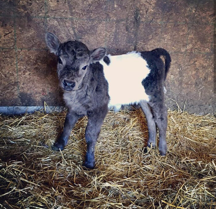 Our Baby Calf Was Born Yesterday