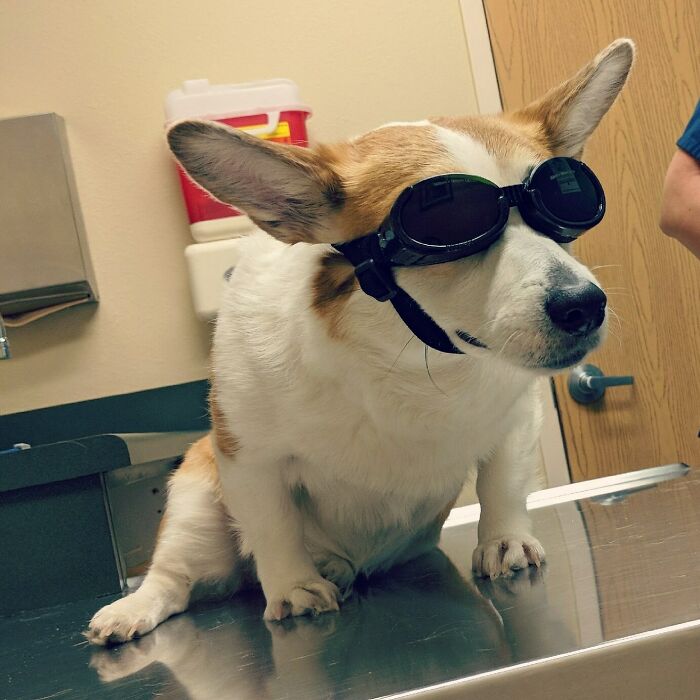 My Sweet Lucy Ready For Her Laser Therapy