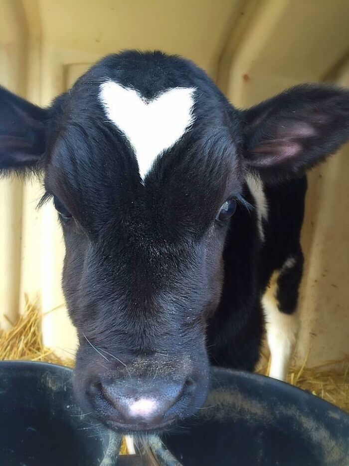This Little Calf Is All Ready For Valentine’s Day