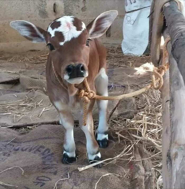 Cutest Little Calf I've Seen