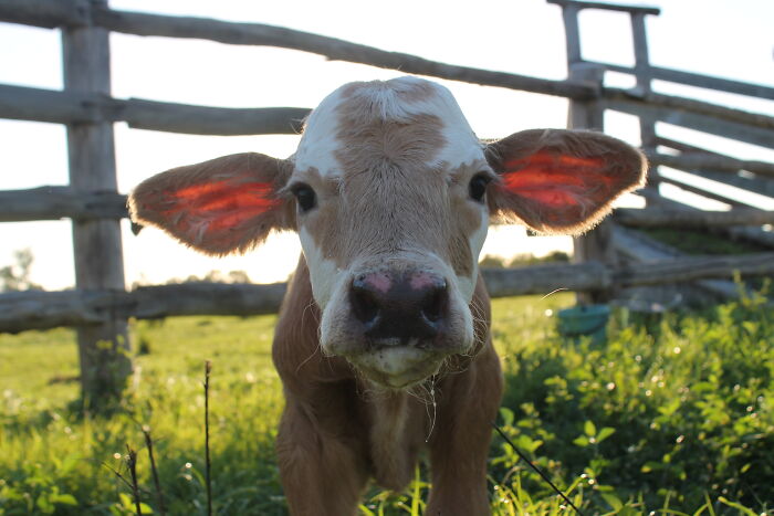 1 Day Old Calf